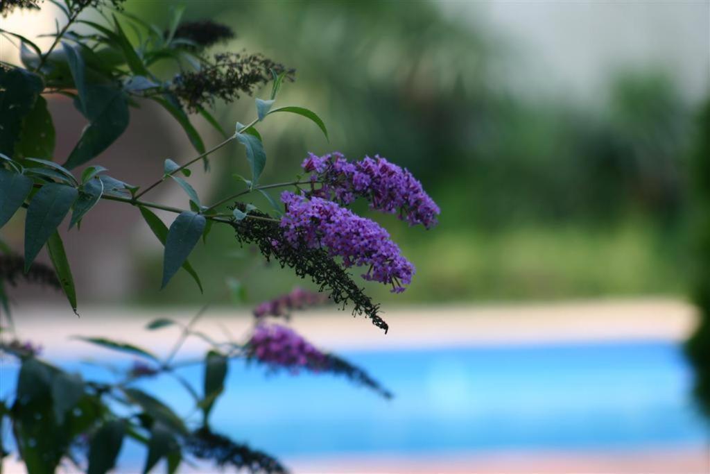 Bed and Breakfast Bois Joli De La Freyere Hindisheim Екстер'єр фото